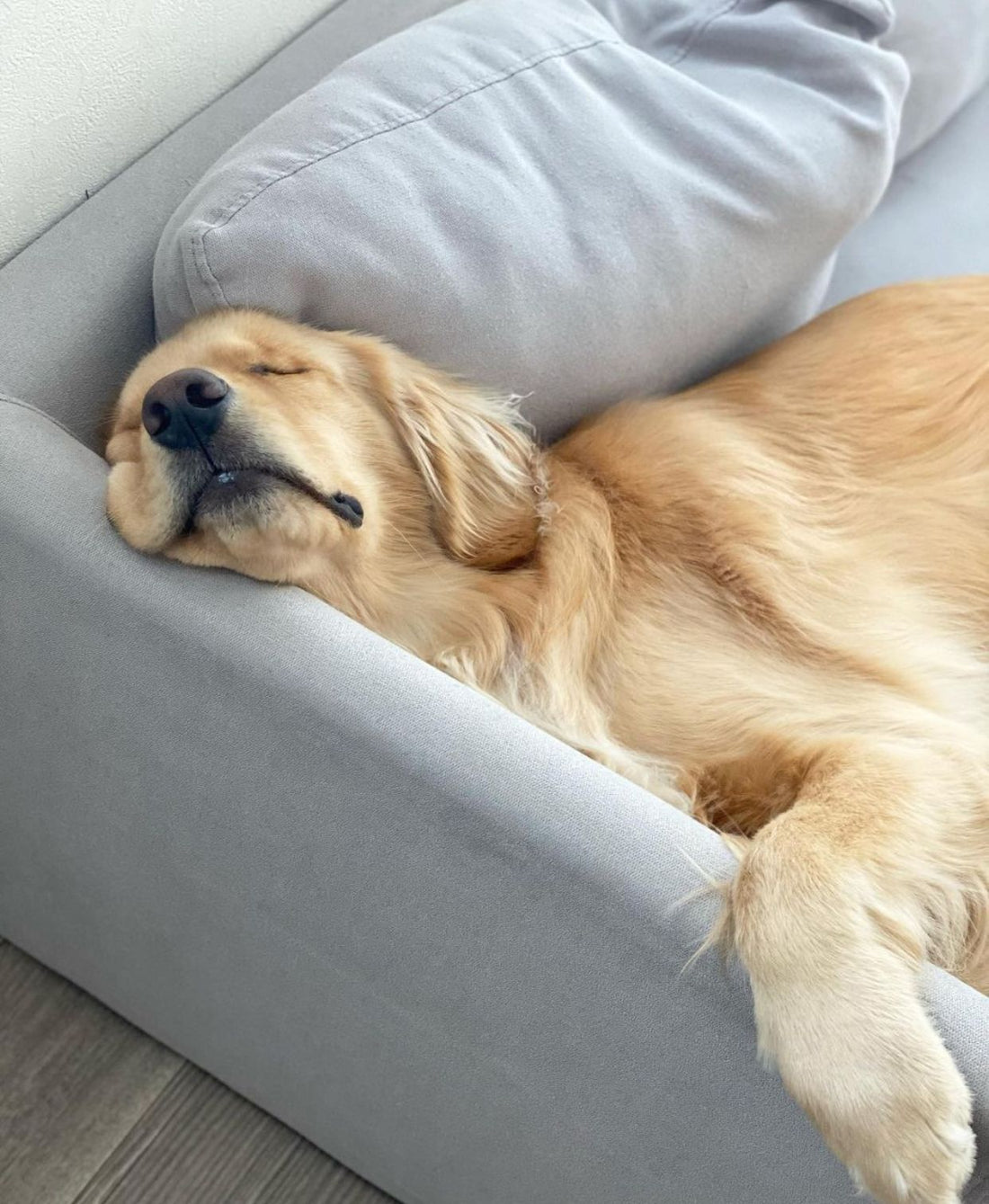 Sofá gris moderno de Tienda de Banquitos en un living familiar junto a un golden retriever, ejemplo de sillón resistente a mascotas en Argentina