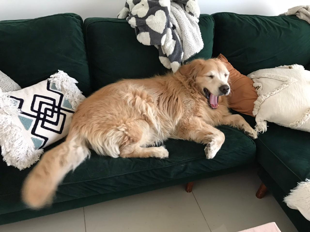 Richard, el golden retriever de Lucía, recostado sobre su Esquinero Bambú verde inglés con almohadones boho