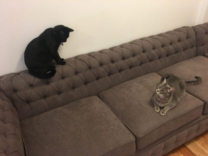 Chaise del Esquinero Chesterfield gris marrón de Nora, con capitoné en el frente