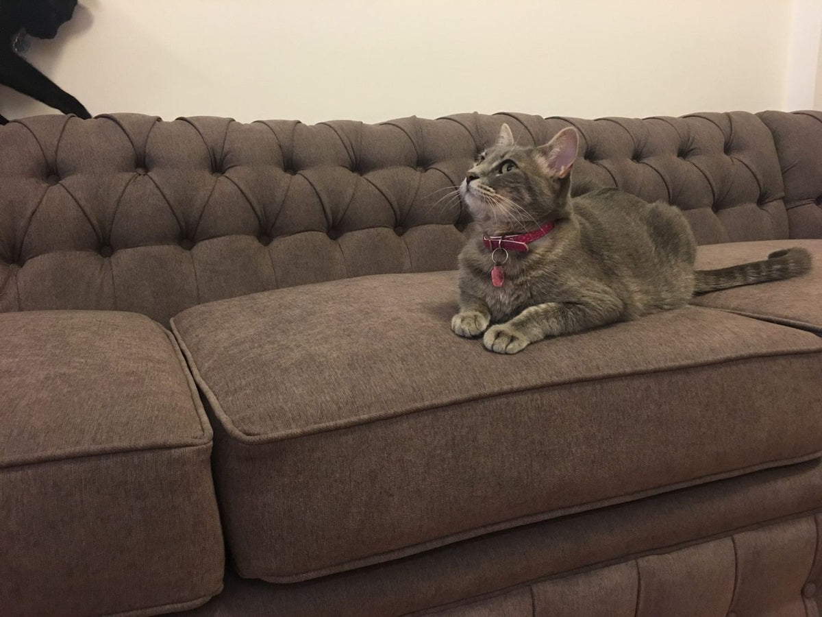 Uno de los gatos de Nora descansando sobre el Esquinero Chesterfield gris marrón
