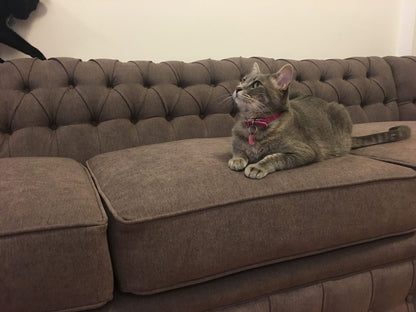 Uno de los gatos de Nora descansando sobre el Esquinero Chesterfield gris marrón