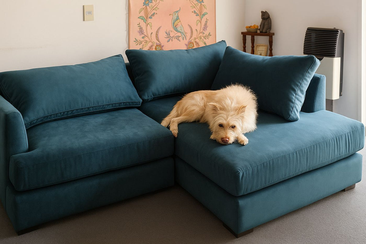 Esquinero Elton en pana azul petróleo, con almohadones de respaldo sueltos y el perro de la casa acostado en la chaise