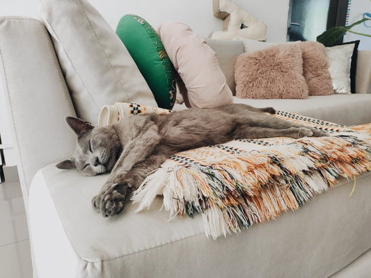 Gato gris durmiendo sobre el Esquinero Elton beige de Yasmin, entre almohadones verdes y rosas