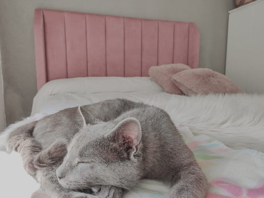 Respaldo Alpes en pana antimancha rosa, con canales verticales y orejas laterales, detrás de la cama de Josefina con su gato gris dormido