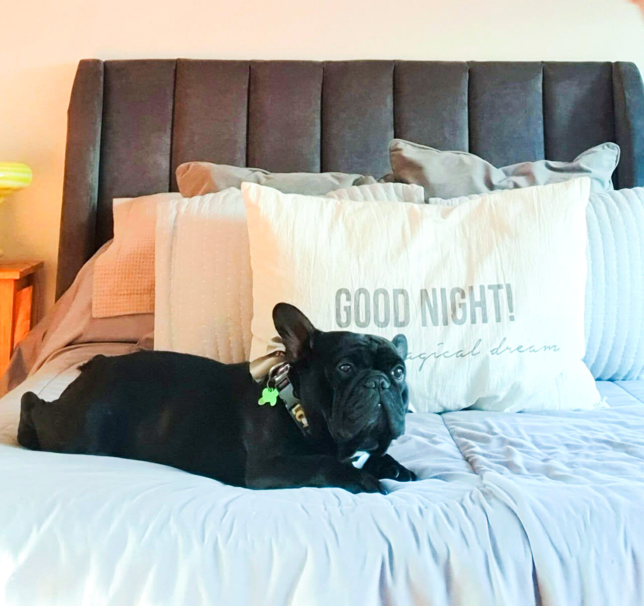 Cabecera Angie chocolate paneles verticales redondeados en dormitorio con bulldog francés – Tienda de Banquitos