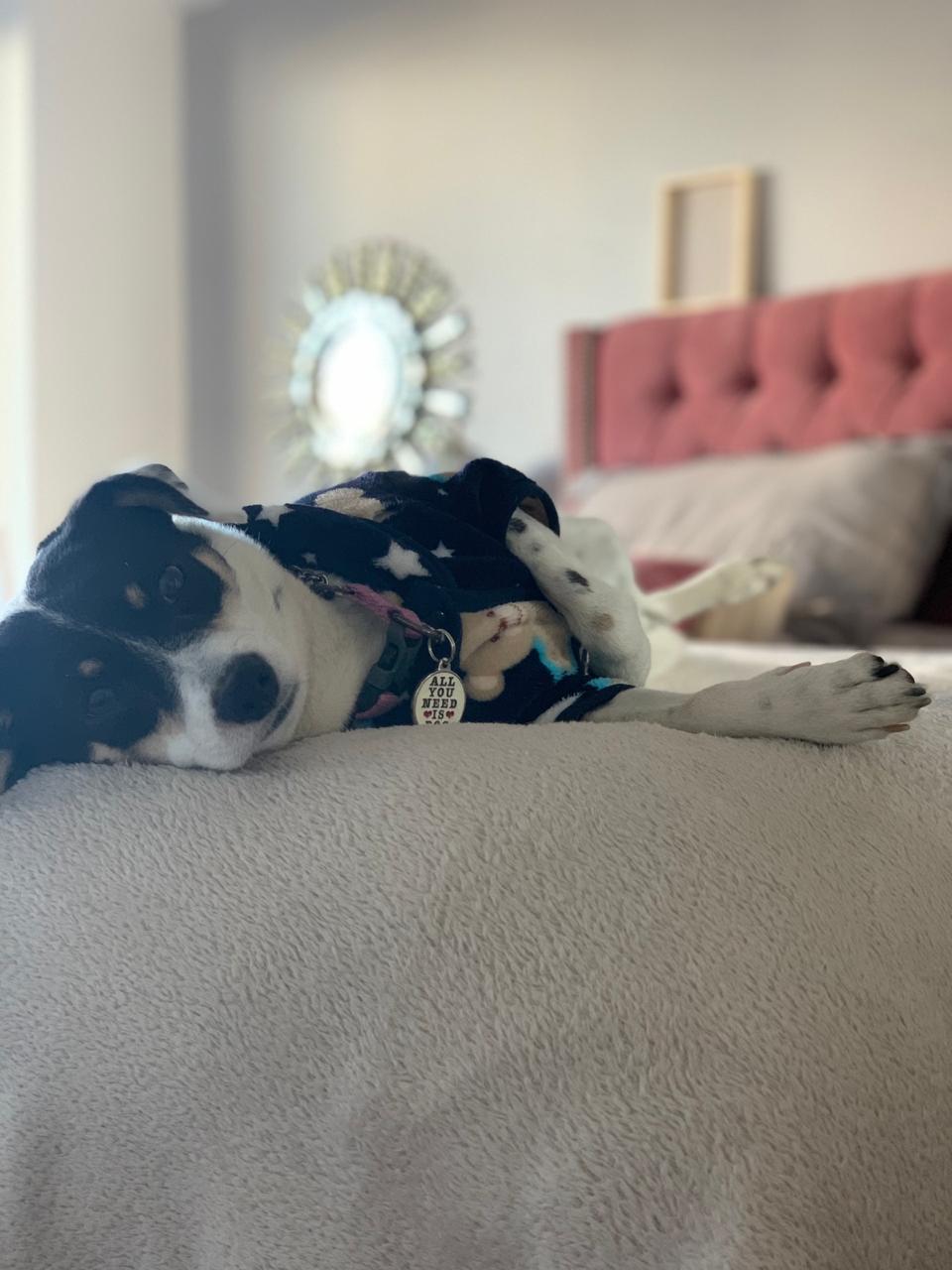 Primer plano del perro con el Respaldo Emmy rosa desenfocado de fondo
