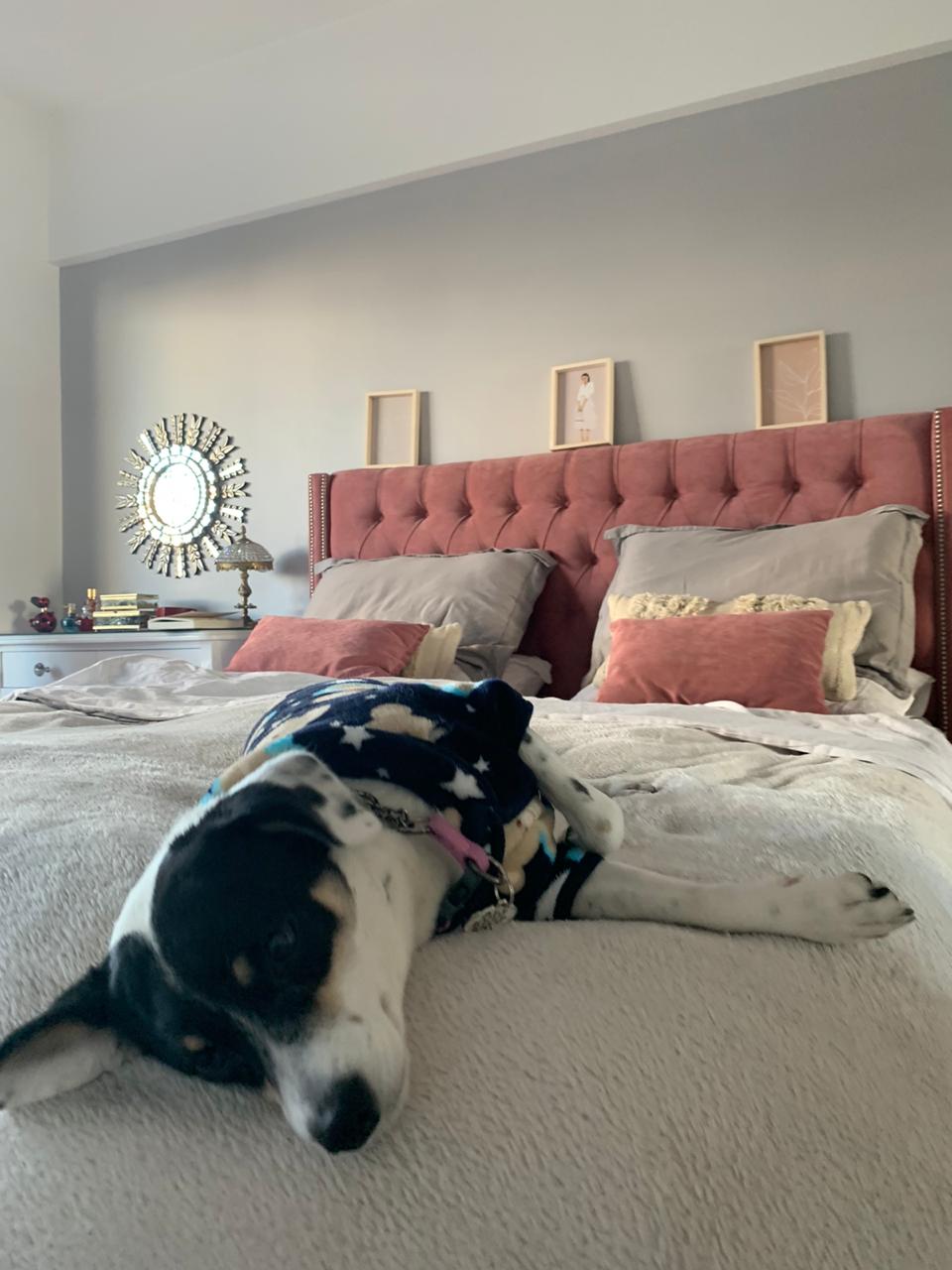 Perro sobre la cama y Respaldo Emmy rosa con tachas en el dormitorio