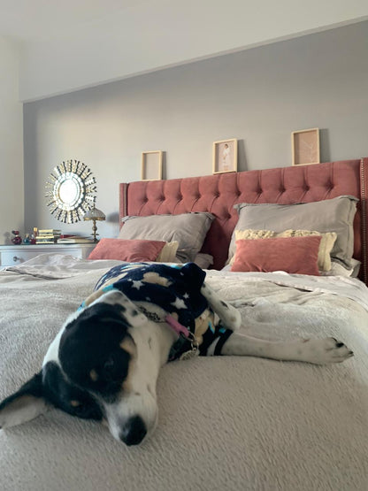 Perro sobre la cama y Respaldo Emmy rosa con tachas en el dormitorio