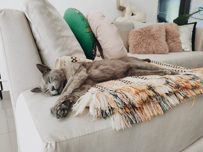 Sofá beige moderno en living con gato - muebles de diseño Argentina