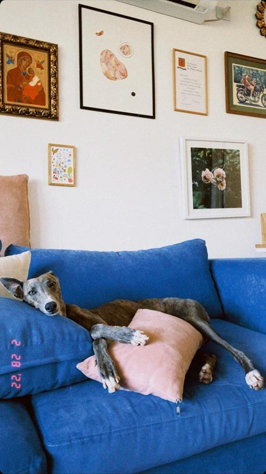 Sofá Elton azul a medida con un galgo recostado sobre los almohadones, bajo una pared de cuadros