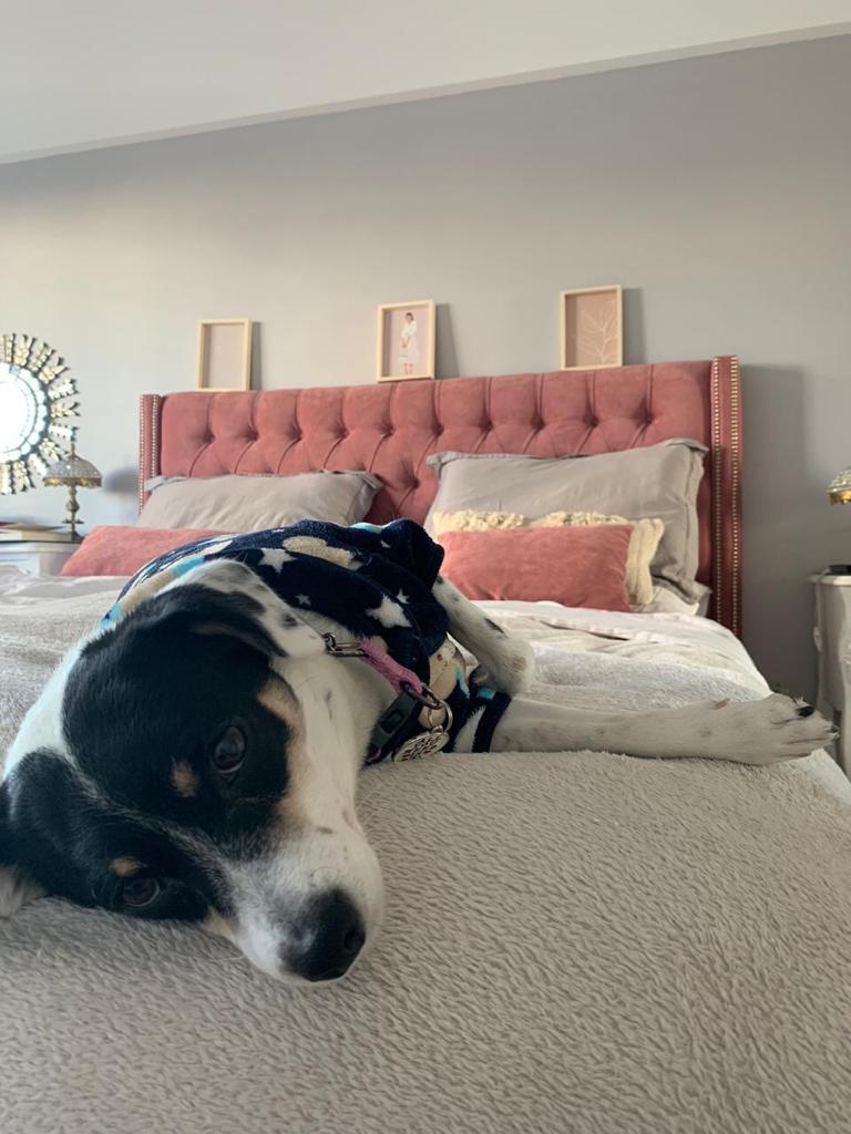 Perro descansando en la cama frente al Respaldo Emmy rosa, en el dormitorio de Lilian