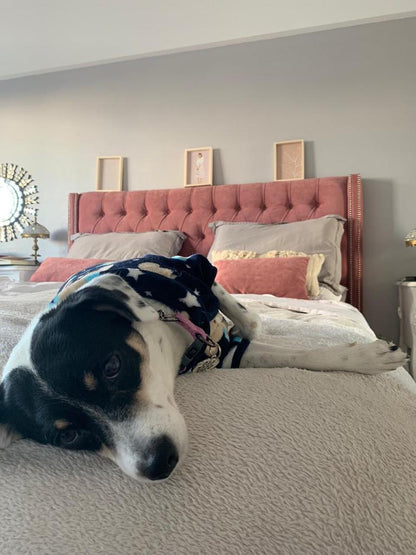 Perro descansando en la cama frente al Respaldo Emmy rosa, en el dormitorio de Lilian
